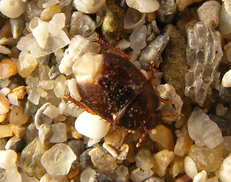 Byrsinus flavicornis o Aethus pilosus ?